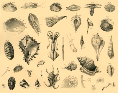 Mollusca, 1910. tekijältä Unbekannt