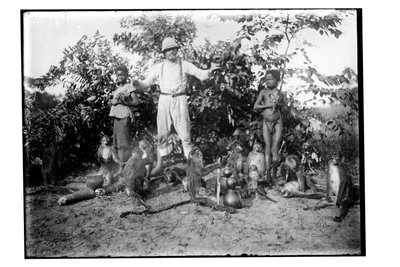 Apinat, n. 1910 (b/w valokuva) tekijältä Unbekannt
