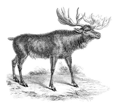 Hirvipeura, 1800-luku tekijältä Unbekannt