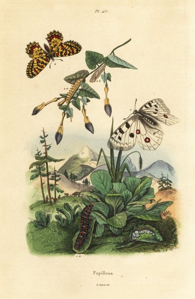 Vuori-Apollo-perhonen, Parnassius apollo 1, ja eteläinen festoon, Zerynthia polyxena 2, toukka ja pupa tekijältä Unbekannt
