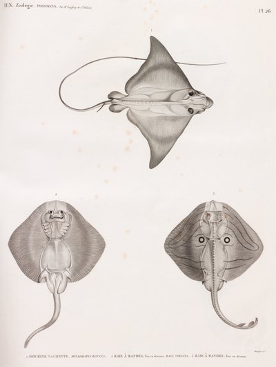 Mourine vasikkanahka & Striped Ray tekijältä Unbekannt