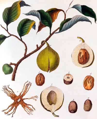 Myristica fragrans - muskottipähkinä, c1798 tekijältä Unbekannt