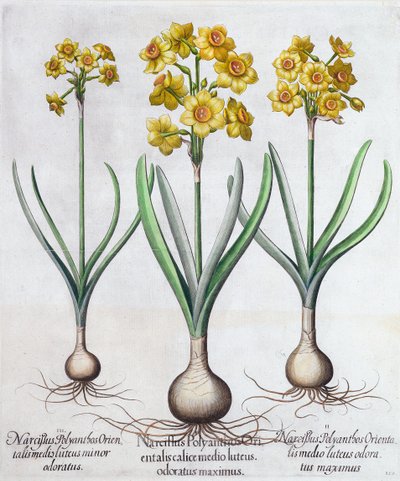 Narcissus, 1613 tekijältä Unbekannt