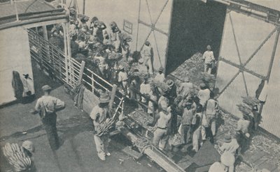 Alkuasukkaat lastaamassa banaaneja Kingstonissa, Jamaikalla, laulavat skotlantilaisia psalmeja, 1937 tekijältä Unbekannt