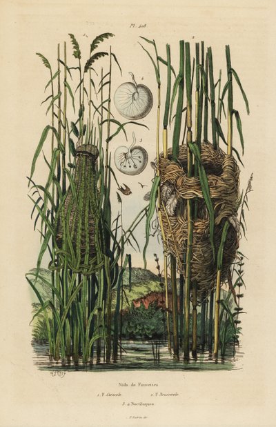 Vuoriviikon Cisticola juncidis ja ruokoviikun, Acrocephalus scirpaceus, pesät tekijältä Unbekannt