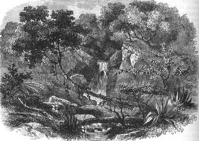 Uuden-Seelannin maisema, 1880 tekijältä Unbekannt