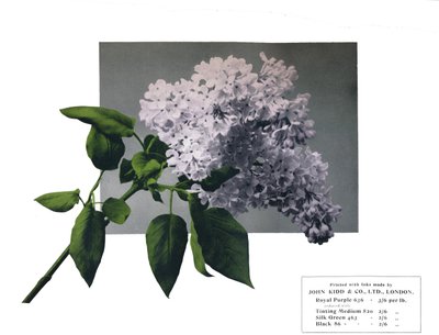 Ei otsikkoa – John Kidd& Co. Ltd.:n näyte, 1910 tekijältä Unbekannt