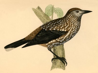 Pähkinänsärkijä, 1800-luvun loppu. tekijältä Unbekannt