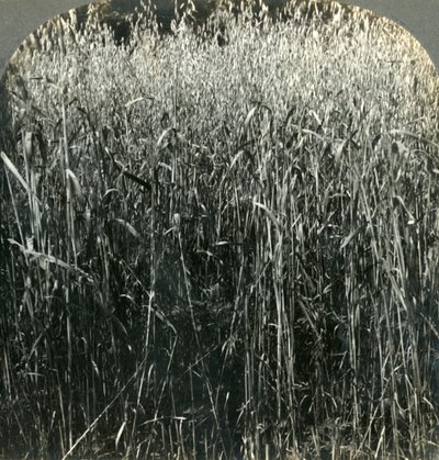 Oats Growing, Pennsylvania, U.S.A., 1903. tekijältä Unbekannt