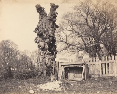 Vanha puu lähellä Chathamia, 1850-luku. tekijältä Unbekannt