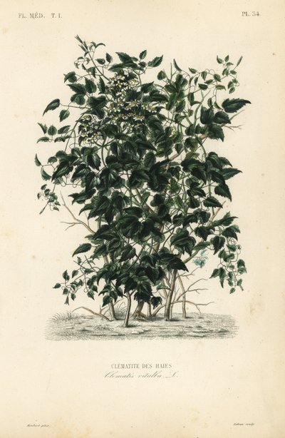 Vanhan miehen parta ja matkailijoiden ilo, Clematis vitalba, Clematite des haies tekijältä Unbekannt