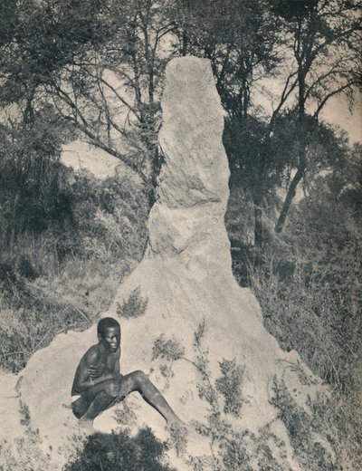 Yksi jättiläismuurahaiskasoista, joka on ominaista joillekin Etelä-Afrikan alueille, 1900. tekijältä Unbekannt