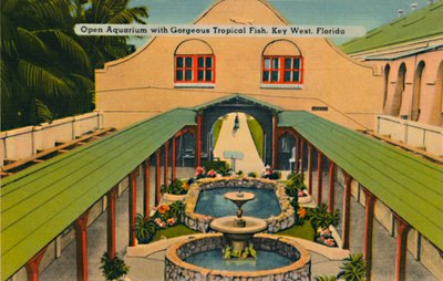 Avoin akvaario upeilla trooppisilla kaloilla, Key West, Florida, 1940-luku tekijältä Unbekannt