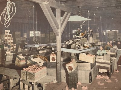 Orange Packing at Redlands, julkaistu 1899. tekijältä Unbekannt
