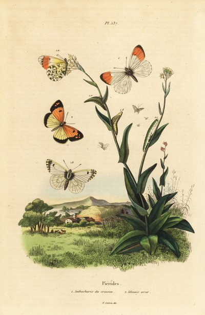 Oranssikärkiperhonen, Anthocharis Cardamines, pupa ja toukka 1 ja sinitäpläinen arabi, Colotis phisadia phisadia 2 tekijältä Unbekannt