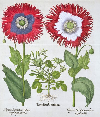 Koristeunikot, 1613 tekijältä Unbekannt