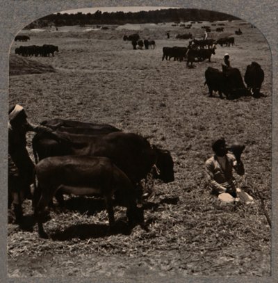 Härät tallaavat maissia, c1900 tekijältä Unbekannt