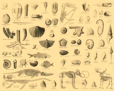 Paleontologia, 1910. tekijältä Unbekannt