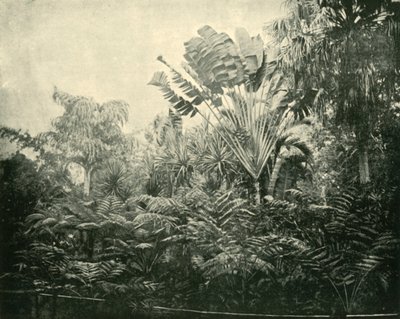 Palmu- ja saniainen saari, kasvitieteellinen puutarha, Brisbane, 1901. tekijältä Unbekannt