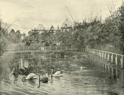 Papyrus Pond, Brisbanen kasvitieteellinen puutarha, 1901. tekijältä Unbekannt