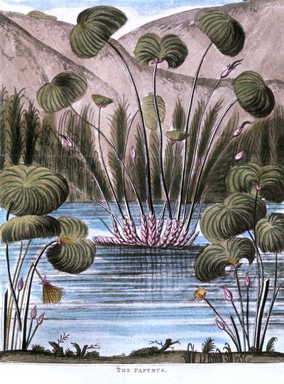 Papyrusruoko Cyperus papyrus, 1823 tekijältä Unbekannt