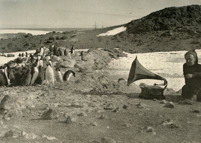 Pingviinit kuuntelemassa gramofonia kesällä 1908, 1909 tekijältä Unbekannt