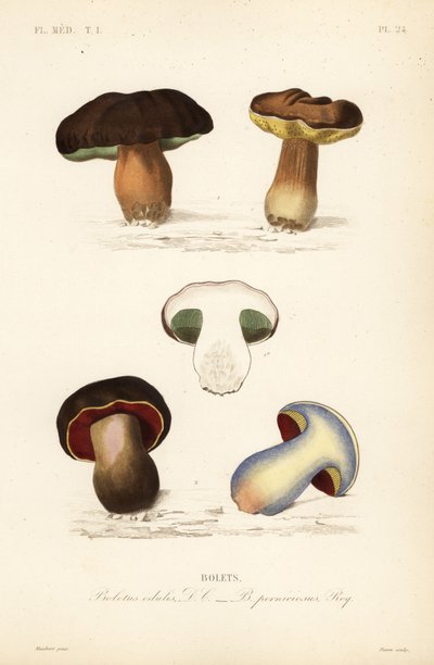 Penny pulla tai porcini sieni, Boletus edulis ja karvapuuta, Suillellus luridus, Boletus perniciosus tekijältä Unbekannt