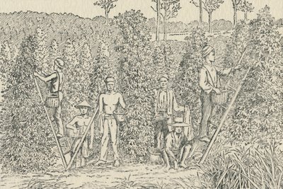 Pippuriviljelmä, 1924 tekijältä Unbekannt