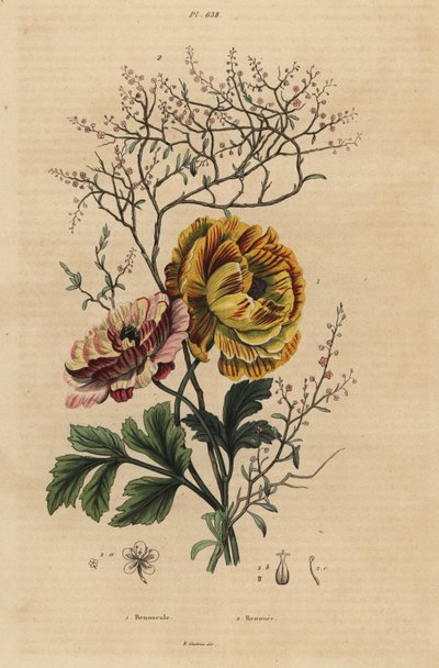 Persialainen leinikki, Ranunculus asiaticus 1 ja kiinalainen indigo, Persicaria tinctoria 2. Renoncule, Renouee tekijältä Unbekannt