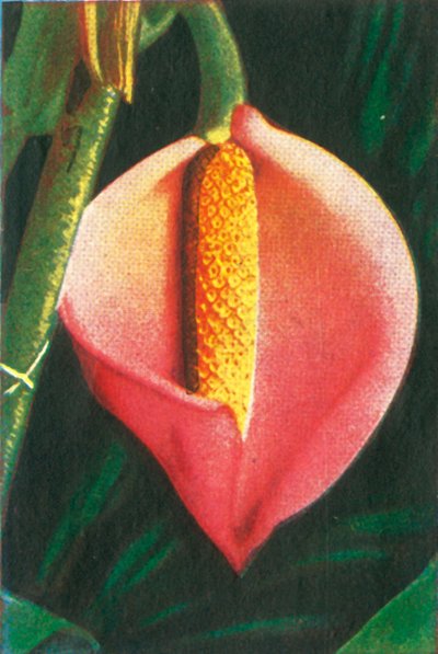 Philodendron, 1928. tekijältä Unbekannt