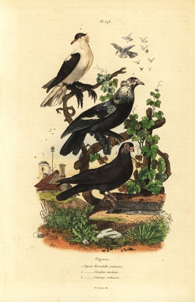 Kyyhkyslajikkeet, Columba livia: pääskynen, gurgling rumpu, sauva tekijältä Unbekannt