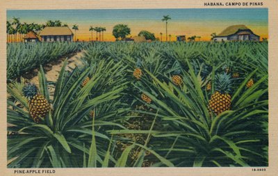 Mänty-omenakenttä - Havanna, Campo De Pinas, 1910 tekijältä Unbekannt