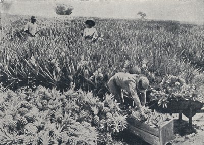Pine-Apple Field, Queensland, 1923. tekijältä Unbekannt