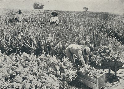 Mänty-omenaviljelmä, 1916 tekijältä Unbekannt