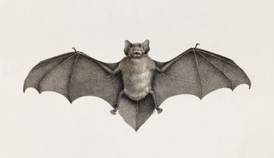 Pipistrelle-lepakko, lepakot Egyptissä tekijältä Unbekannt