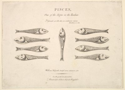 Kalat: Hogarths Quadrille Fish, n. 1730. tekijältä Unbekannt