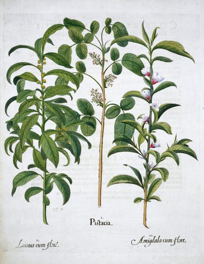 Pistaasipähkinä, Bay Tree Laurus Nobilis ja manteli, 1613 tekijältä Unbekannt