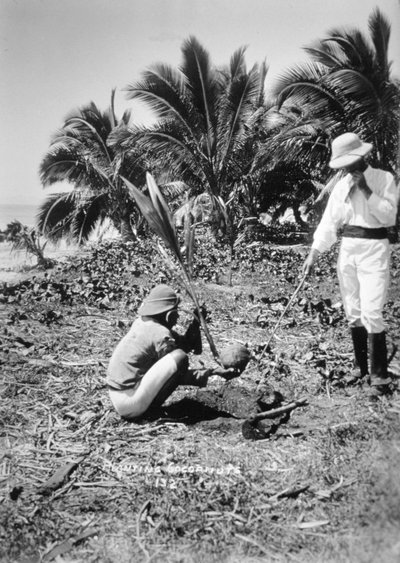 Kookospähkinöiden istutus, Salomon Island, Fidži, 1905 tekijältä Unbekannt