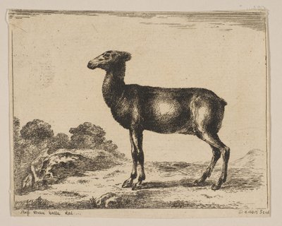 Levy 15: hirvi, eri eläimistä Diversi animali, vuoden 1641 jälkeen. tekijältä Unbekannt
