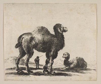 Levy 17: kamelit, eri eläimistä Diversi animali, vuoden 1641 jälkeen. tekijältä Unbekannt