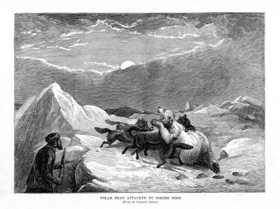 Eskimokoirien jääkarhu hyökkäsi, 1877 tekijältä Unbekannt