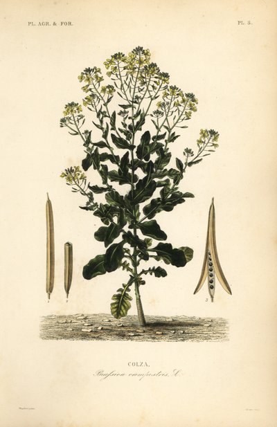 Puolalainen rapsi tai rapsiöljykasvi, Brassica rapa, Brassica campestris, rypsi tekijältä Unbekannt