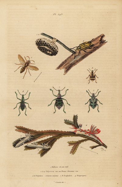 Polistes gallicus, paperiampiainen ja pesä, sinikärskä, Eupholus schoenherri, juurikäskä, Diaprepes abbreviatus, Polycera merietanat, Ancula gibbosa, Atlantin ancula, merilevällä tekijältä Unbekannt