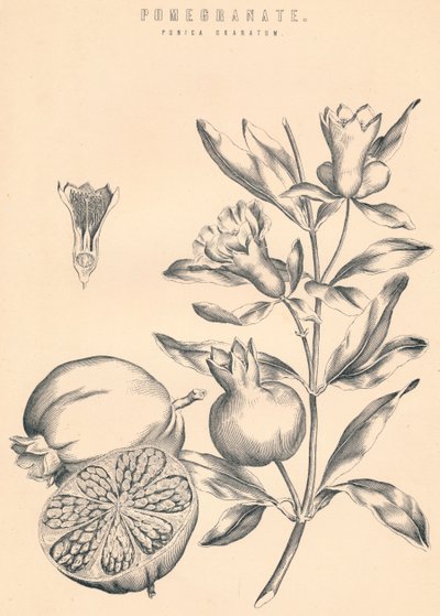 Granaattiomena, 1800-luku tekijältä Unbekannt