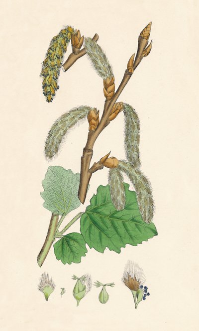 Populus canescens. Harmaa poppeli, 1800-luku tekijältä Unbekannt