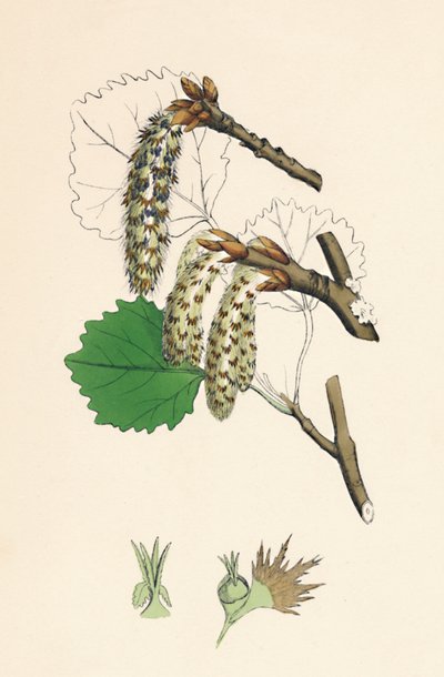 Kansa vapisi. Aspen, 1800-luku tekijältä Unbekannt