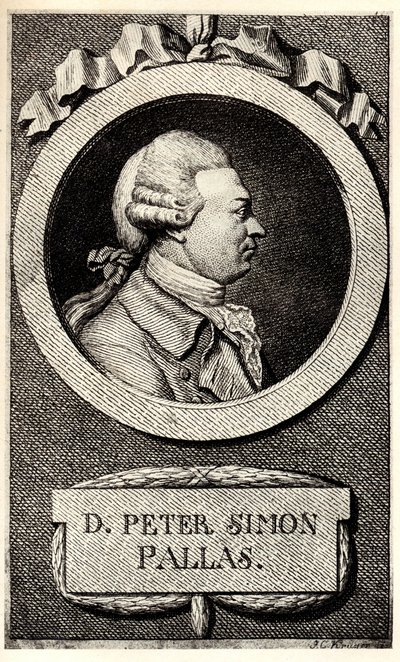 Eläintieteilijä ja kasvitieteilijä Peter Simon Pallaksen muotokuva 1741-1811, 1800-luvun alku. tekijältä Unbekannt