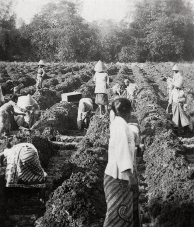 Kastelukanavien valmistelu sokeriviljelmällä, Jaava, Hollannin Itä-Intia, 1927 tekijältä Unbekannt