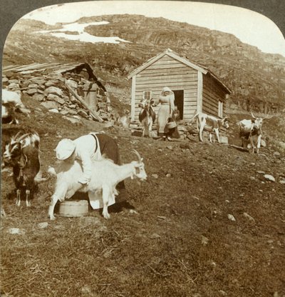 Kauniit norjalaiset tytöt hoitamassa lehmiä ja vuohia Haukelivuorella, Norja, c1905. tekijältä Unbekannt