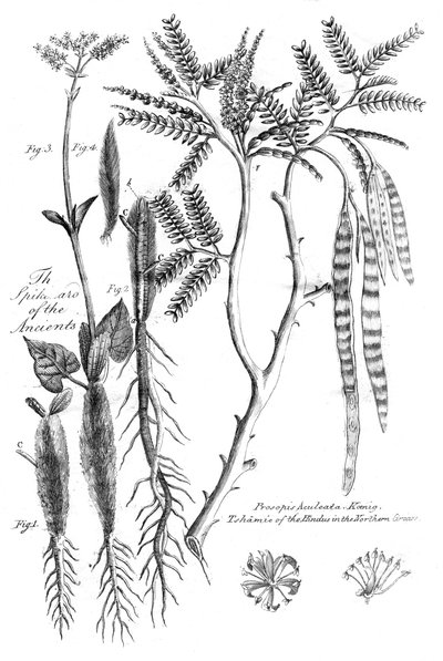 Prosopis Aculeata, 1799 tekijältä Unbekannt